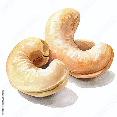Cashew watercolor clipart illustration