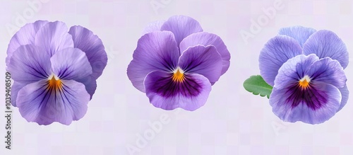 Pansy flower front view full length isolate on transparency background 