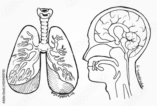 head and lung outline hand draw illustration for biology or health book illustration in vector. black white drawing of head and lung