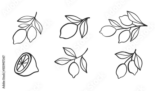 Lemon Branch Collection Sketch Citrus Doodle Set 