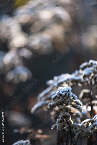 Soft Focus Autumn Leaves for a Natural and Warm Seasonal Background