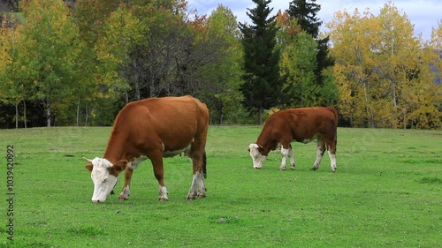 BREEDING COWS AND PROVIDING THEIR NATURAL NUTRITION, LIVESTOCK BREEDING
