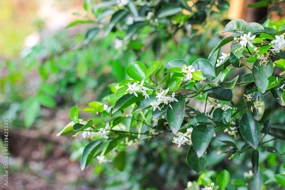 The kaffir lime trees are starting to flower The kaffir lime trees are starting to flower