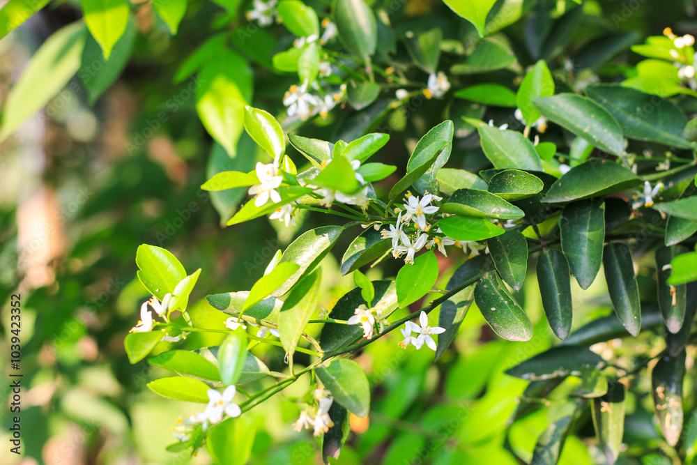 The kaffir lime trees are starting to flower The kaffir lime trees are starting to flower