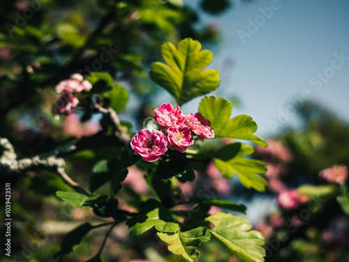 Spring flowers on a tree #1039423511