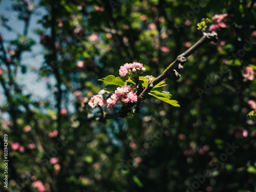 Spring flowers on a tree #1039424119