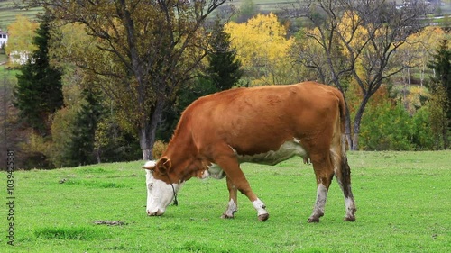 BREEDING COWS AND PROVIDING THEIR NATURAL NUTRITION, LIVESTOCK BREEDING