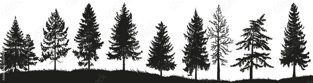 Fototapeta premium Silhouetted pine trees create a striking contrast against a white background.