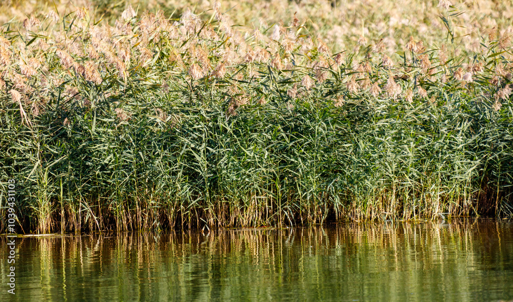 A field of tall grass with a body of water in the background A field of tall grass with a body of water in the background