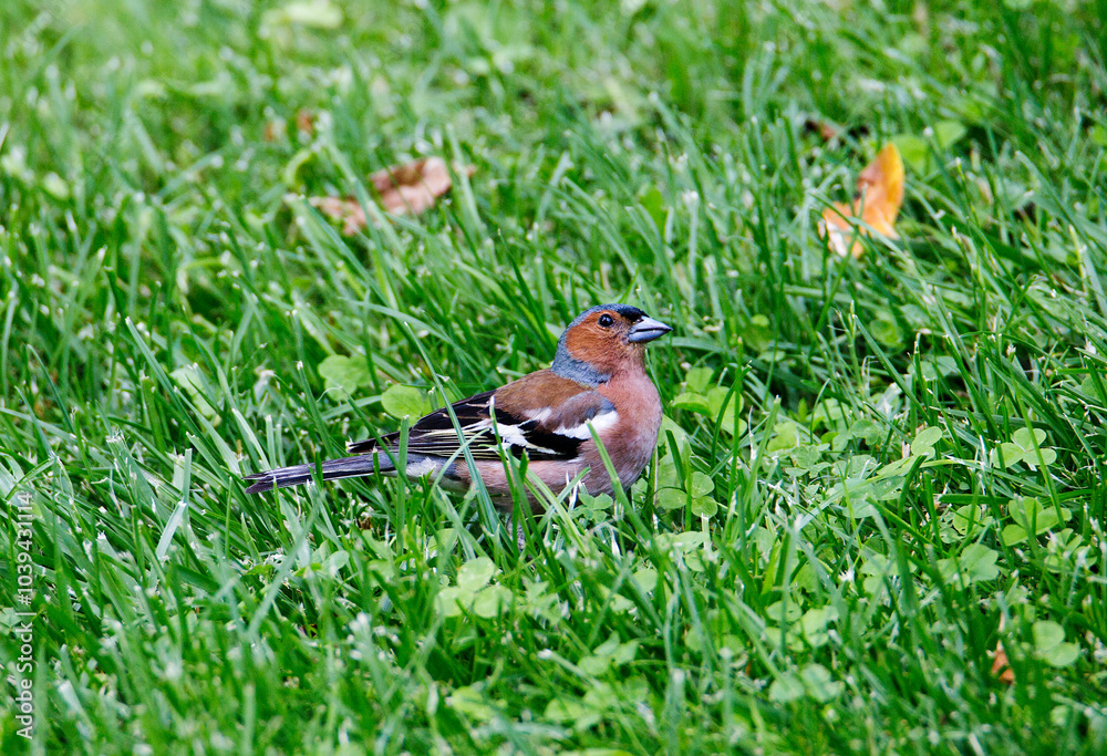 Finch bird, male. (English Chaffinch)
Finch bird, male. (English Chaffinch)
A songbird of the finch family. The size is 14-18 cm. The plumage color is dominated by maroon, brown, blue, gray, white, a Finch bird, male. (English Chaffinch)
Finch bird, male. (English Chaffinch)
A songbird of the finch family. The size is 14-18 cm. The plumage color is dominated by maroon, brown, blue, gray, white, a