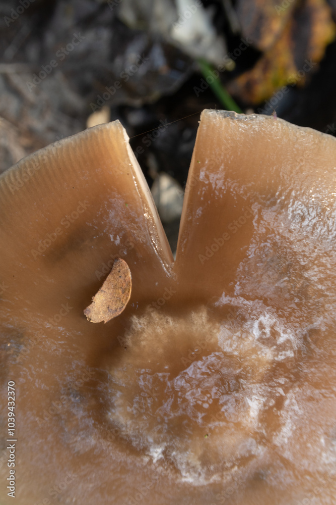 Mushroom foreground detail chapel poisonous small
