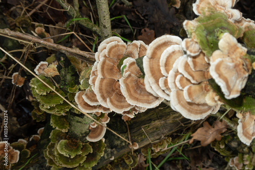 Obraz na płótnie Trametes versicolor Turkey Tails Mushroom foreground detail chapel poisonous small w salonie