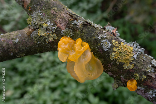 Obraz na płótnie Tremella mesenterica Whiches Butter Mushroom foreground detail chapel poisonous small w salonie
