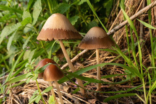 Parasola conopilea Mushroom foreground detail chapel poisonous small