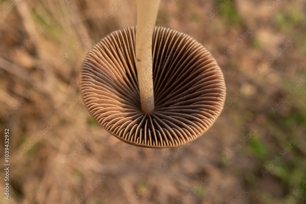 Parasola conopilea Mushroom foreground detail chapel poisonous small