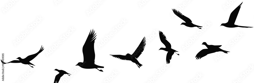 Obraz premium Silhouettes of various birds soaring gracefully across a white background.
