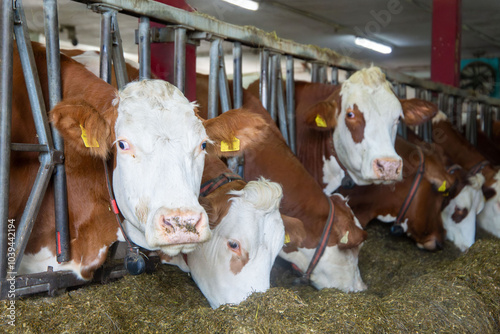 Milchkühe (Simmentaler Fleckvieh) im Stall eines Milchbauers photo