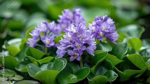 Purple Water Hyacinth Close-Up in Green Surroundings