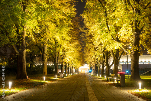 Linden avenue in the park with illuminations