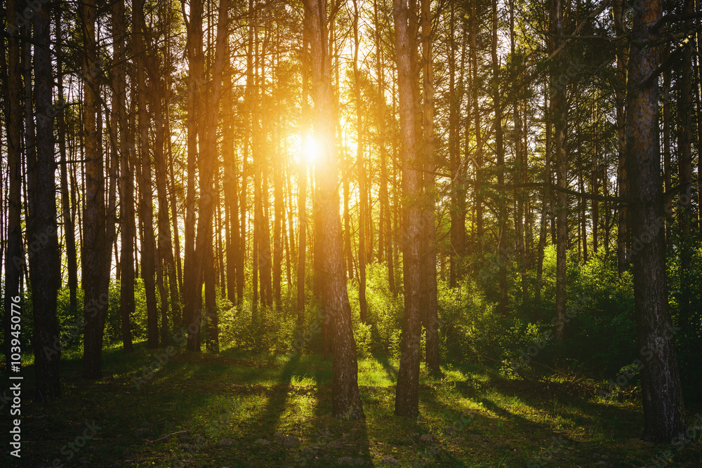 Obraz premium Sunbeams streaming through the pine trees and illuminating the young green foliage on the bushes in the pine forest in spring. Vintage film aesthetic.