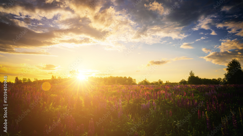Fototapeta premium Sunrise or sunset on a field with purple lupines on a cloudy sky background in summer. Vintage film aesthetic.
