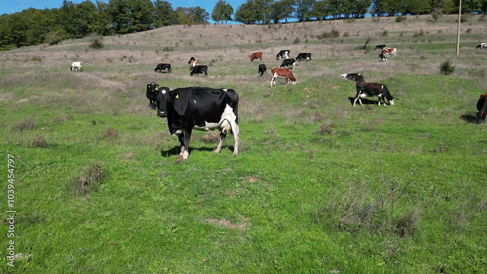 A group of cows grazing on a grassy hillside under a clear sky, scattered across the pasture in a peaceful rural environment, captured from an aerial perspective A group of cows grazing on a grassy hillside under a clear sky, scattered across the pasture in a peaceful rural environment, captured from an aerial perspective
