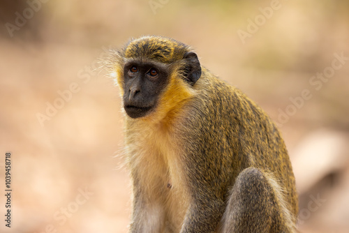 Close-up of a green monkey (Chlorocebus sabaeus), in its natural habitat in the wild in Banjul, Africa photo