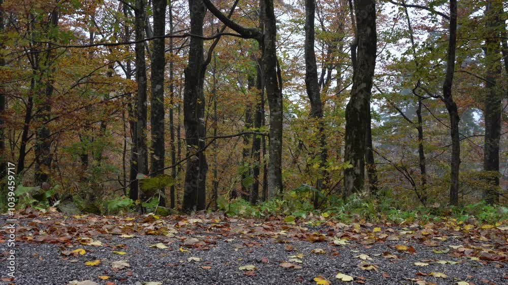 Autumn forest in morning foggy weather. Dry leaves fall from colorful trees Autumn forest in morning foggy weather. Dry leaves fall from colorful trees