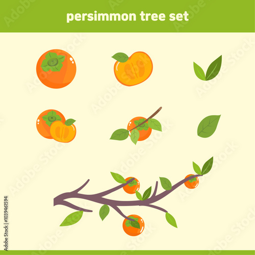 Cute persimmon tree illustration set. Tree, branch, persimmon, fruit tree illustration. Vector illustration.