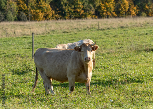 gorgeous autumn landscape with a herd of cows, cows in the pasture, photo