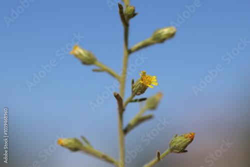 Dittrichia graveolens (l) greuter flowers photo