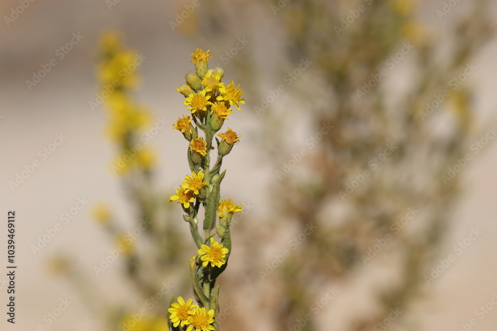 flowers of Dittrichia viscosa (False Yellowhead) flowers of Dittrichia viscosa (False Yellowhead)