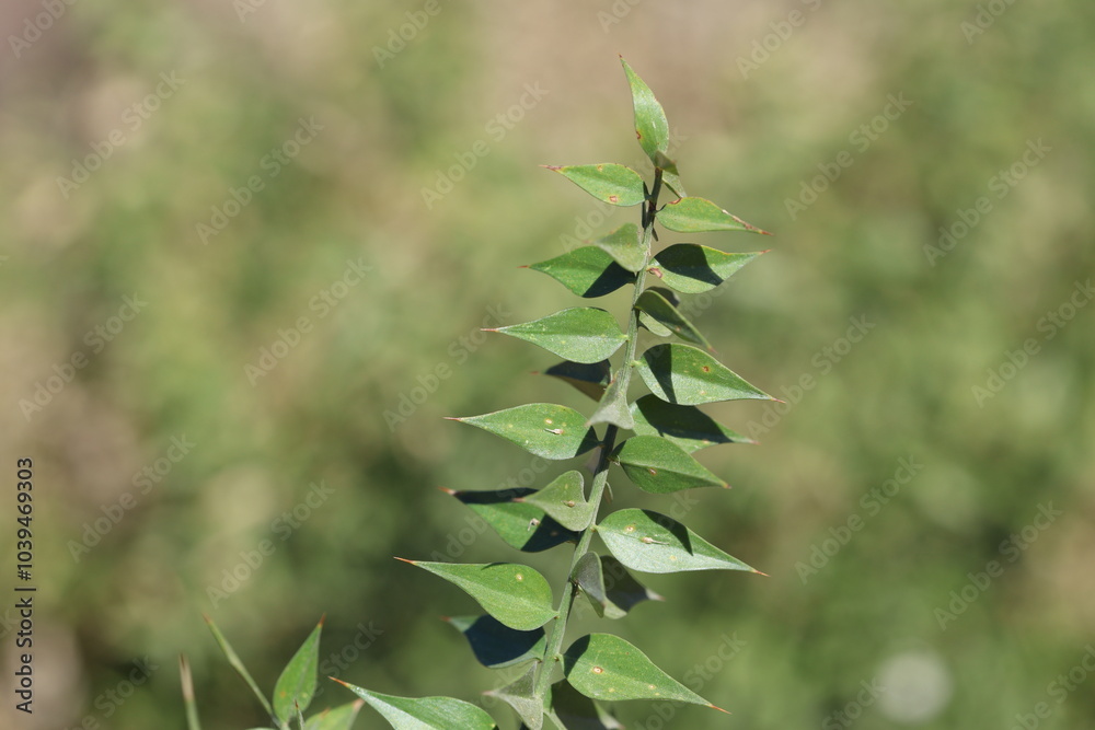 branch of butcher's-broom (Ruscus aculeatus) branch of butcher's-broom (Ruscus aculeatus)