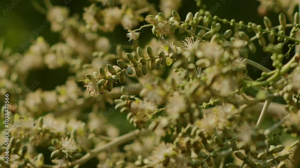 4K Ants Swarming Palm Flower as Small Bees Hover and Collect Nectar – Close-Up of Nature's Pollinators in Action. 4K Ants Swarming Palm Flower as Small Bees Hover and Collect Nectar – Close-Up of Nature's Pollinators in Action.