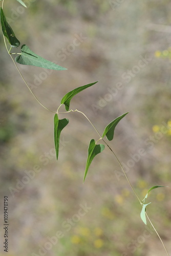 Stranglewort (Cynanchum acutum) plant in the field photo