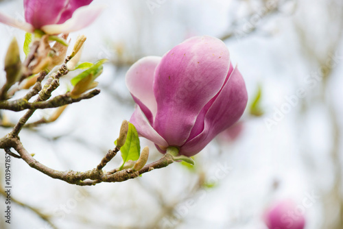 closeup on beautiful pink flowers of a magnolia tree blooming at springtime.
