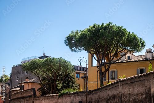 Ancient wall, buildings and stone pine trees in Rome, Italy photo