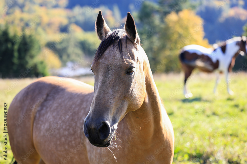 Obraz premium Palomino horse and paint horse on pasture at ranch. Animal head portrait