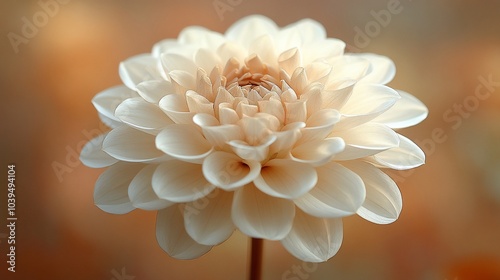 A single, cream-colored dahlia with soft, delicate petals, in focus against a blurred background of similar flowers. photo