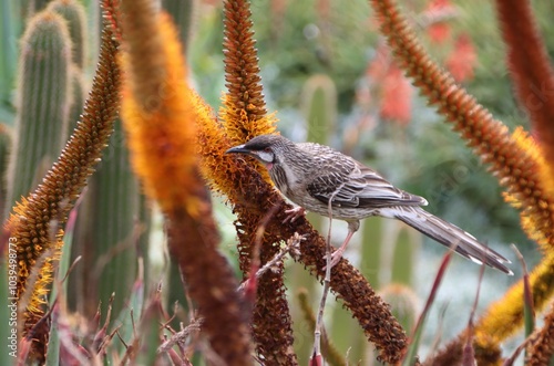 Red Wattlebird (Anthochaera carunculata), Royal Botanic Gardens, Melbourne, Victoria, Australia.