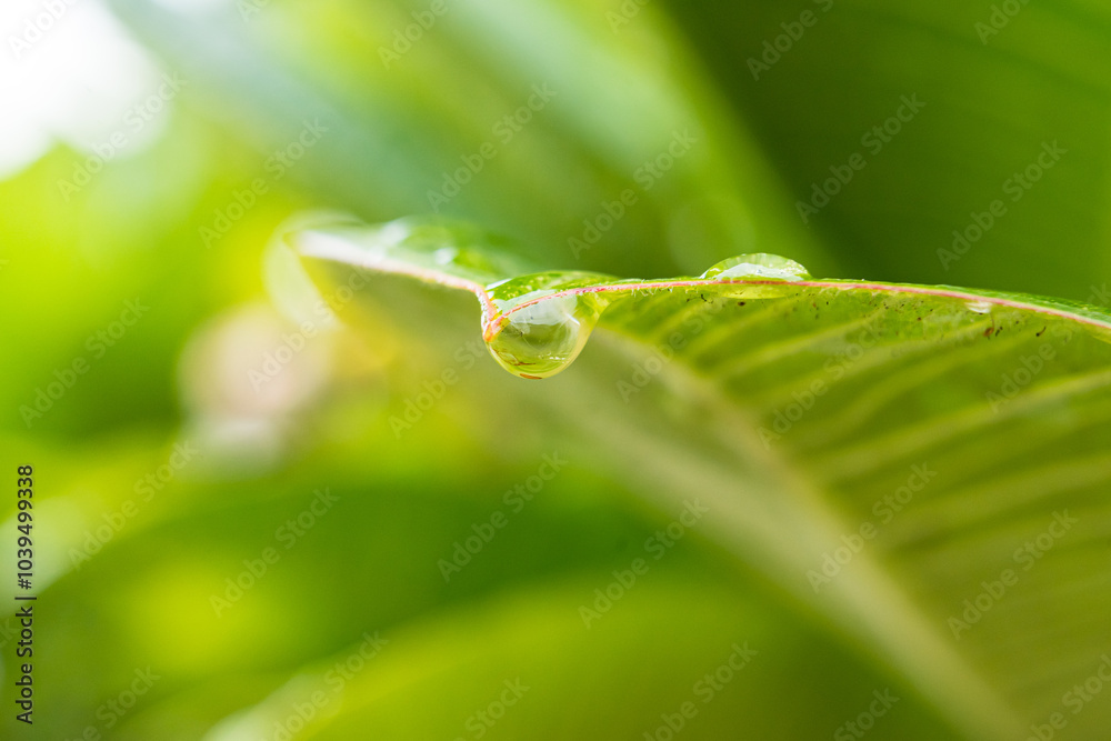 Raindrops on a Leaf: Capturing Nature’s Serenity Raindrops on a Leaf: Capturing Nature’s Serenity