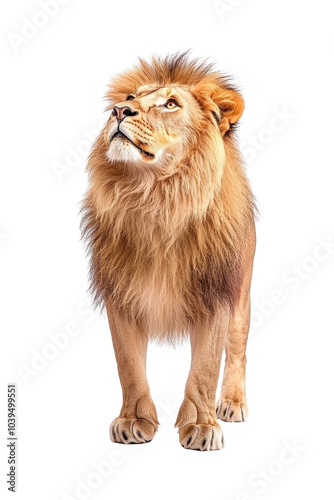 A majestic lion stands proud, isolate on white background, exuding strength and confidence. cutout png photo