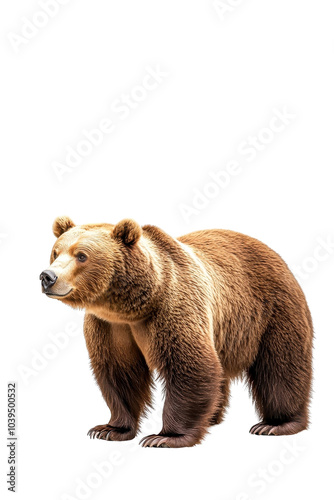 Wallpaper Mural A majestic brown bear standing proudly, isolate on white background, showcasing its strength. cutout png Torontodigital.ca