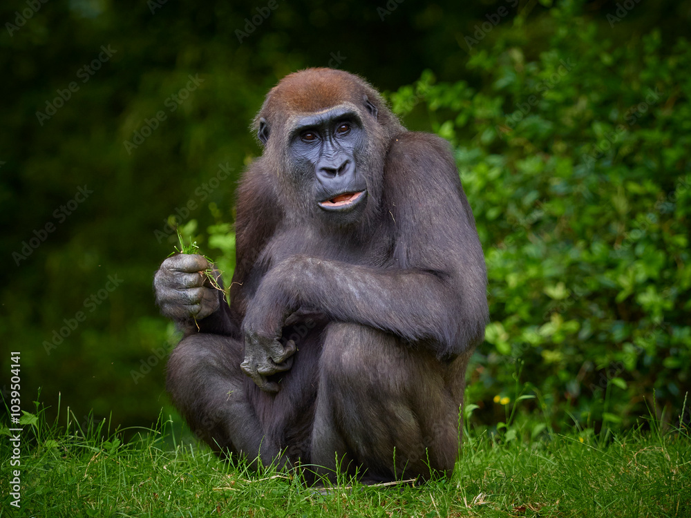 Portrait of gorilla female eating on green forest background Portrait of gorilla female eating on green forest background