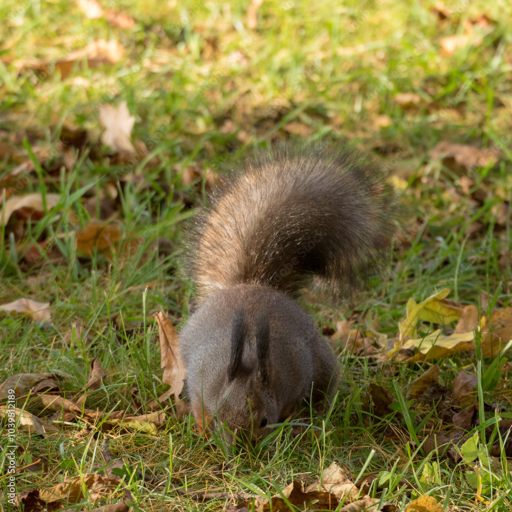 squirrel on the grass squirrel on the grass