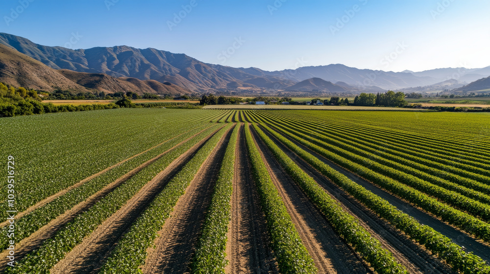 Lush green fields stretch across landscape, showcasing rows of crops under clear blue sky. mountains in background add serene touch to this agricultural scene Lush green fields stretch across landscape, showcasing rows of crops under clear blue sky. mountains in background add serene touch to this agricultural scene