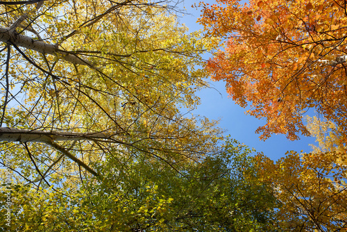 A tree with green leaves is in the foreground