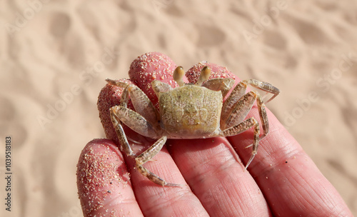 A crab is being held in a person's hand photo