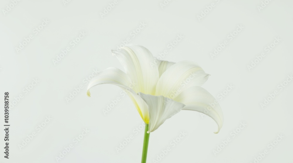 Fototapeta premium A single white lily with delicate petals gracefully placed on a pristine white surface. The flower is illuminated softly, highlighting its intricate textures and subtle curves.