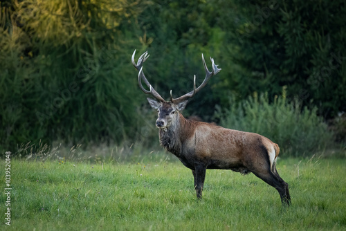The red deer (Cervus elaphus) on meadow. Wildlife, Slovakia